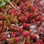 Sedum album 'Coral Carpet' Sedum album 'Coral Carpet'