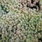 Sedum hispanicum Sedum hispanicum
