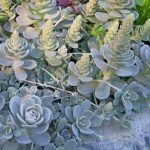Orostachys iwarenge sin. Sedum iwarenge Sedum iwarenge