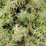 Sedum lineare ‘Silverstar’ Sedum lineare ‘Silverstar’