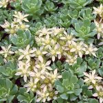 Sedum pachyclados Sedum pachyclados