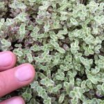 Sedum pellucida 'Little Missy' Sedum pellucida 'Little Missy'