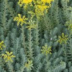 Sedum rupestre 'Blue Spruce' Sedum rupestre 'Blue Spruce'
