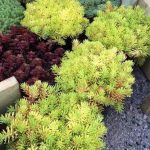 Sedum rupestre 'Lemon Ball' Sedum rupestre 'Lemon Ball'