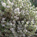 Thymus vulgaris "Faustinii" Thymus vulgaris "Faustinii"