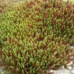 Sedum sexangulare Sedum sexangulare
