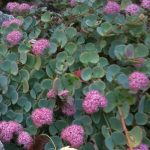 Sedum sieboldii Sedum sieboldii