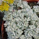 Sedum spathulifolium 'Cape Blanco' Sedum spathulifolium 'Cape Blanco'