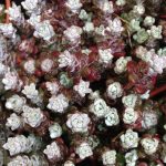 Sedum spathulifolium 'Purpureum' Sedum spathulifolium 'Purpureum'