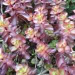 Sedum spurium 'Dragon's Blood' Sedum spurium 'Dragon's Blood'
