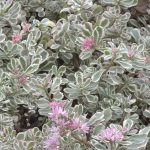 Sedum spurium 'Tricolor' Sedum spurium 'Tricolor'