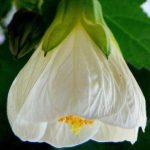 Abutilon 'Albus' Abutilon 'Albus'