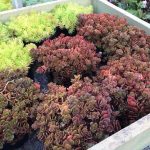 Sedum tetractinum 'Coral Reef' Sedum tetractinum 'Coral Reef'