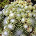 Sempervivum arachnoideum Sempervivum arachnoideum