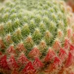 Sempervivum ciliosum 'Borisii' Sempervivum ciliosum 'Borisii'
