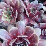Sempervivum 'Othello' Sempervivum 'Othello'