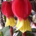 Abutilon megapotamicum 'Big Bell' Abutilon megapotamicum 'Big Bell'
