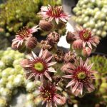 Sempervivum 'Reinhard' Sempervivum 'Reinhard'