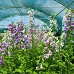 Digitalis purpurea Digitalis purpurea
