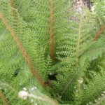Polystichum setiferum 'Herrenhausen' Polystichum setiferum 'Herrenhausen'
