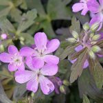 Geranium maculatum 'Espresso' Geranium maculatum 'Espresso'