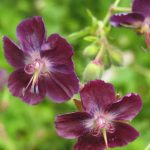 Geranium phaeum 'Samobor' Geranium phaeum 'Samobor'