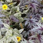 Heliopsis helianthoides 'Loraine Sunshine' Heliopsis 'Loraine Sunshine'