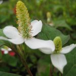 Houttuynia cordata Houttuynia cordata