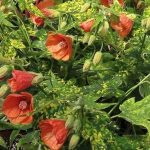 Abutilon pictum 'Thompsonii' Abutilon pictum 'Thompsonii'