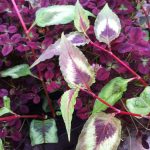 Persicaria microcephala 'Red Dragon' Persicaria microcephala 'Red Dragon'