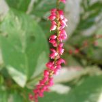 Persicaria virginiana 'Painter's Palette' Persicaria virginiana 'Painter's Palette'