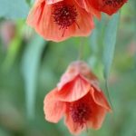 Abutilon 'Tangerine Belle' Abutilon 'Tangerine Belle'