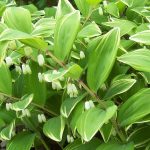 Polygonatum falcatum 'Variegatum' Polygonatum falcatum 'Variegatum'