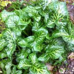 Arum italicum Arum italicum