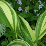 Aspidistra elatior 'Variegata' Aspidistra elatior 'Variegata'