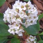 Bergenia cordifolia 'Bressingham White' Bergenia cordifolia 'Bressingham White'