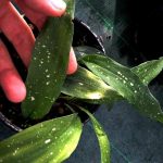 Aspidistra elatior ‘Picturata Nana’ Aspidistra elatior ‘Picturata Nana’