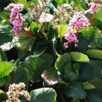 Bergenia crassifolia Bergenia crassifolia