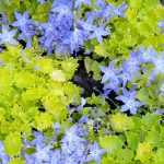 Campanula garganica 'Dickson's Gold' Campanula garganica 'Dickson's Gold'