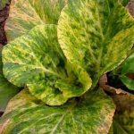 Bergenia cordifolia 'Tubby Andrews' Bergenia cordifolia'Tubby Andrews'