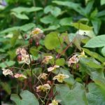Epimedium pinnatum ssp. colchicum 'Black Sea' Epimedium pinnatum ssp. colchicum 'Black Sea'
