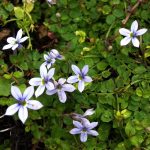 Isotoma fluviatilis Isotoma fluviatilis