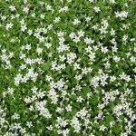 Isotoma fluviatilis ‘Alba’ Isotoma fluviatilis ‘Alba’