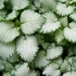 Lamium maculatum 'Beacon Silver' Lamium maculatum 'Beacon Silver'