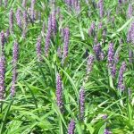 Liriope muscari 'Majestic' Liriope muscari 'Majestic'