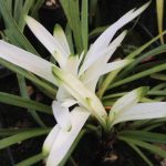 Liriope muscari 'Okina' Liriope muscari 'Okina'