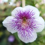 Achimenes 'Blue Sparks' Achimenes 'Blue Sparks'