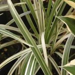 Liriope spicata 'Silver Dragon' Liriope spicata 'Silver Dragon'