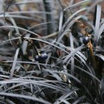 Ophiopogon planiscapus 'Black Smaragd' ('Nigrescens') Ophiopogon planiscapus 'Black Smaragd' ('Nigrescens')