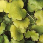Saxifraga stolonifera 'Harvest Moon' Saxifraga stolonifera 'Harvest Moon'